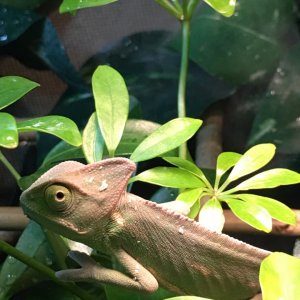 Is my chameleon sick