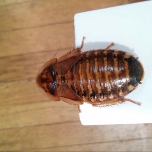 My roach baby Mama....
