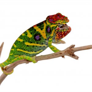 Furcifer Minor