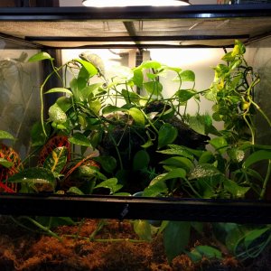 Pothos