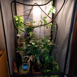 Cage shot