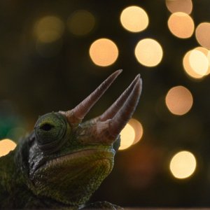 chameleon in front of chistmas tree