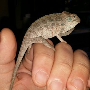 First Shed