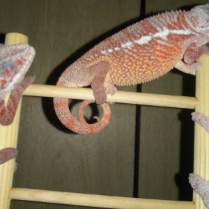 Do u mind I sleep on top tonight