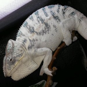White Wizard