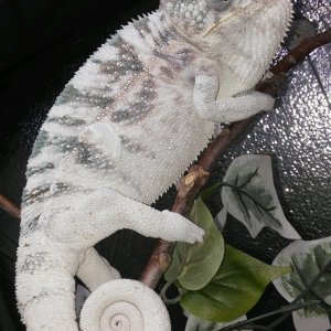 White Wizard