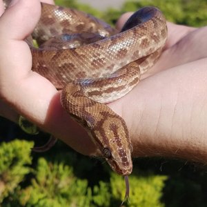 Arrow enjoying the sun