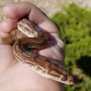 Outside Rainbow Shine