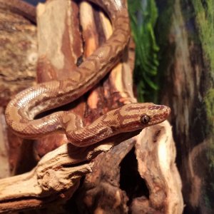 Inside Enclosure