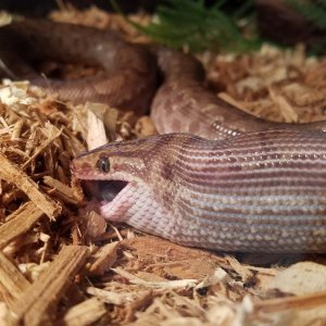 NomNom Frozen Rat