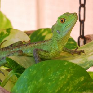 Frankie 8 mos old 23 grams 9/22/16