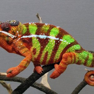 Looks and Personality