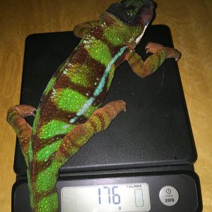 The weigh in