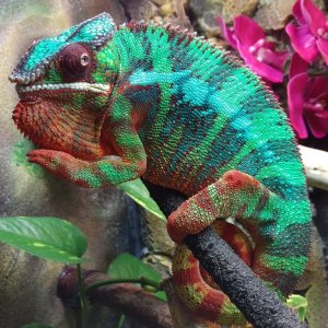 Rainbow (The Stud)