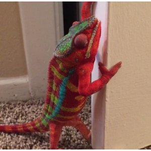 Boris my ambilobe panther chameleon