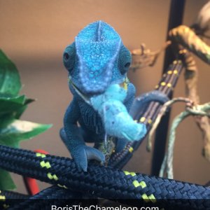 Oliver and his worm