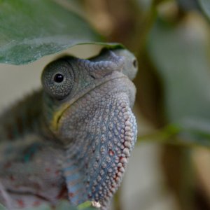 Zurich Zoo