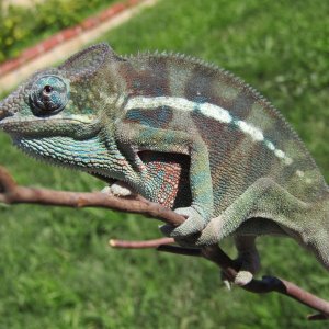 not sure the correct color hue with this male, CRAZY CAMO maybe