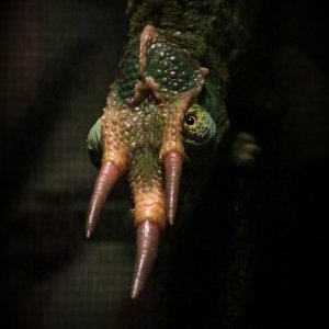 Triceracham