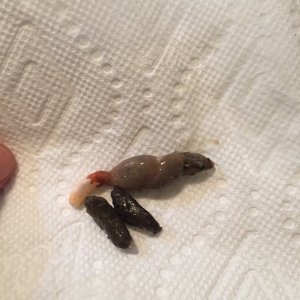 Poop march 14 2017