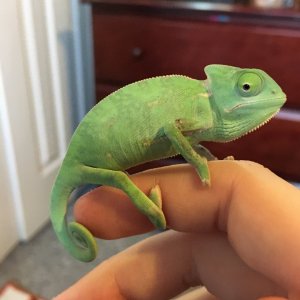 Finger Pal