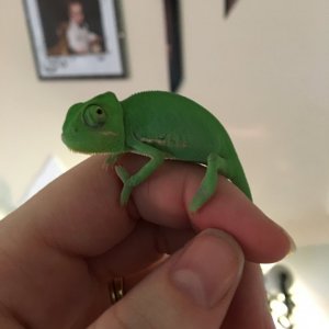 Veiled hatchling