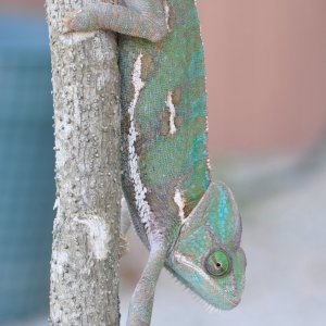 Fiona Match 2017