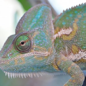 Fiona 15 months old and 120 grams March 2017
