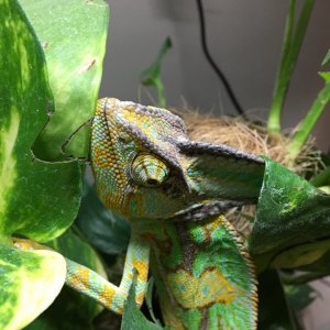 Shenron