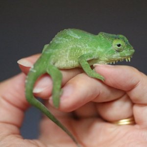 Tiny quad
