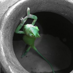 The Great Escape