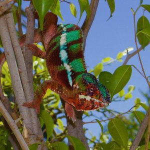 Raptor Hanging out in his Tree