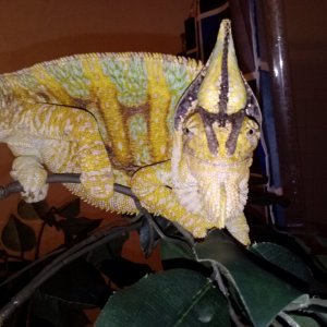 Charlie RIP March 2010-April 2017