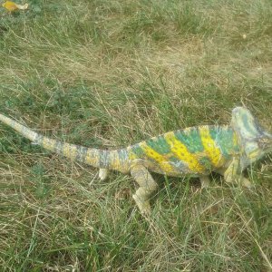 Charlie in the grass 2016