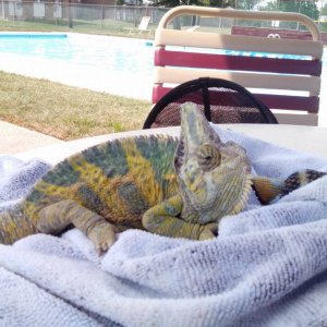Charlie at the pool summer 2016
