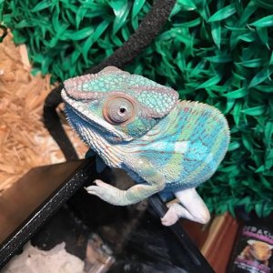 Pretty boy Blue!