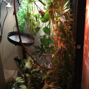 My enclosure