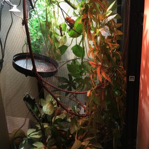 My enclosure