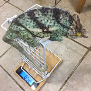 650g