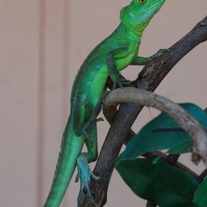 Frankie 13 mos old 40 grams 2/18/17