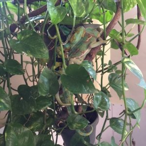 Amos and Fiona mating 4/20/17