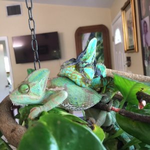 Amos and Fiona mating 4/20/17