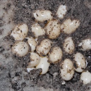 Fiona's eggs. 34 of them