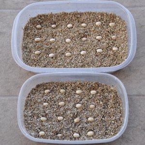 Fiona's eggs, 34 of them May 19, 2017
