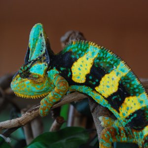 Amos 2 years and 8 months old 182 grams 12/26/16