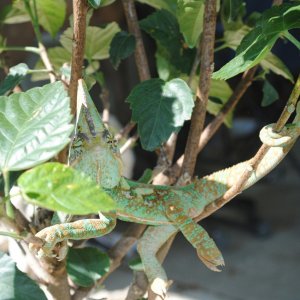 Dinosaur hammock