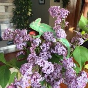 Jimbo in the lilacs
