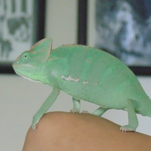 Lupita