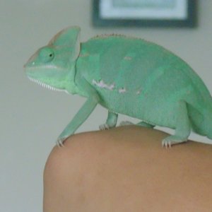 Lupita
