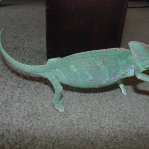 Lupita being a carpet chameleon